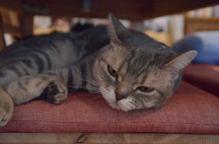 猫カフェ