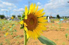 natu_0031