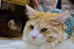 ねこ