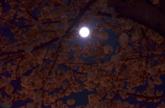 夜桜