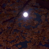 夜桜