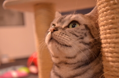 にゃん