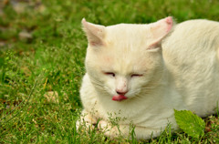 のらねこ