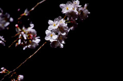夜桜