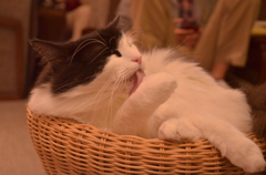 けずくろい