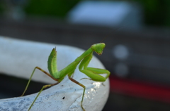 natu_0132
