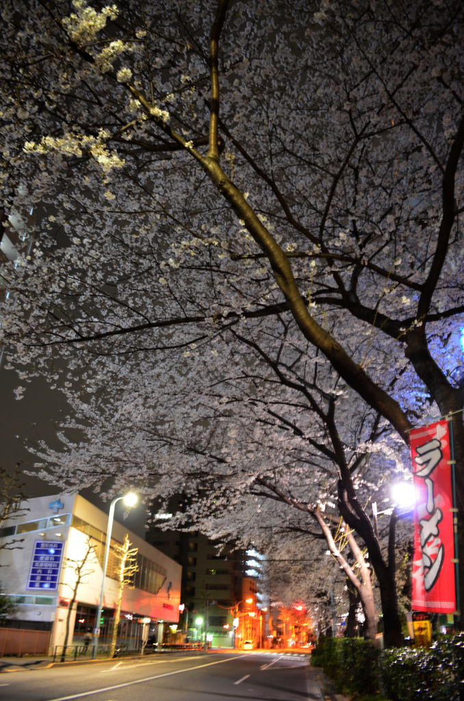 夜のさくら