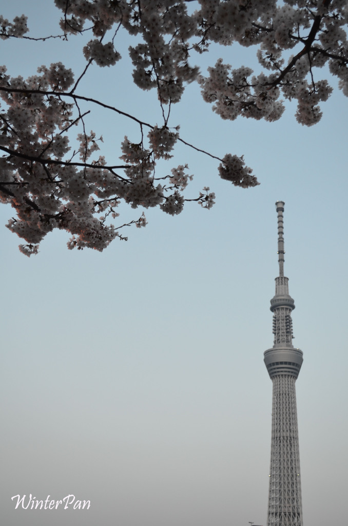 スカイツリーと桜