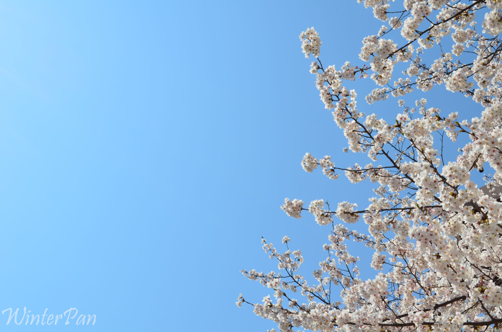 桜と空