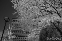 桜と建物