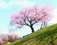 桜を眺める