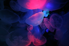 海月浮遊