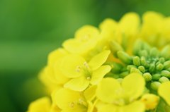 菜の花
