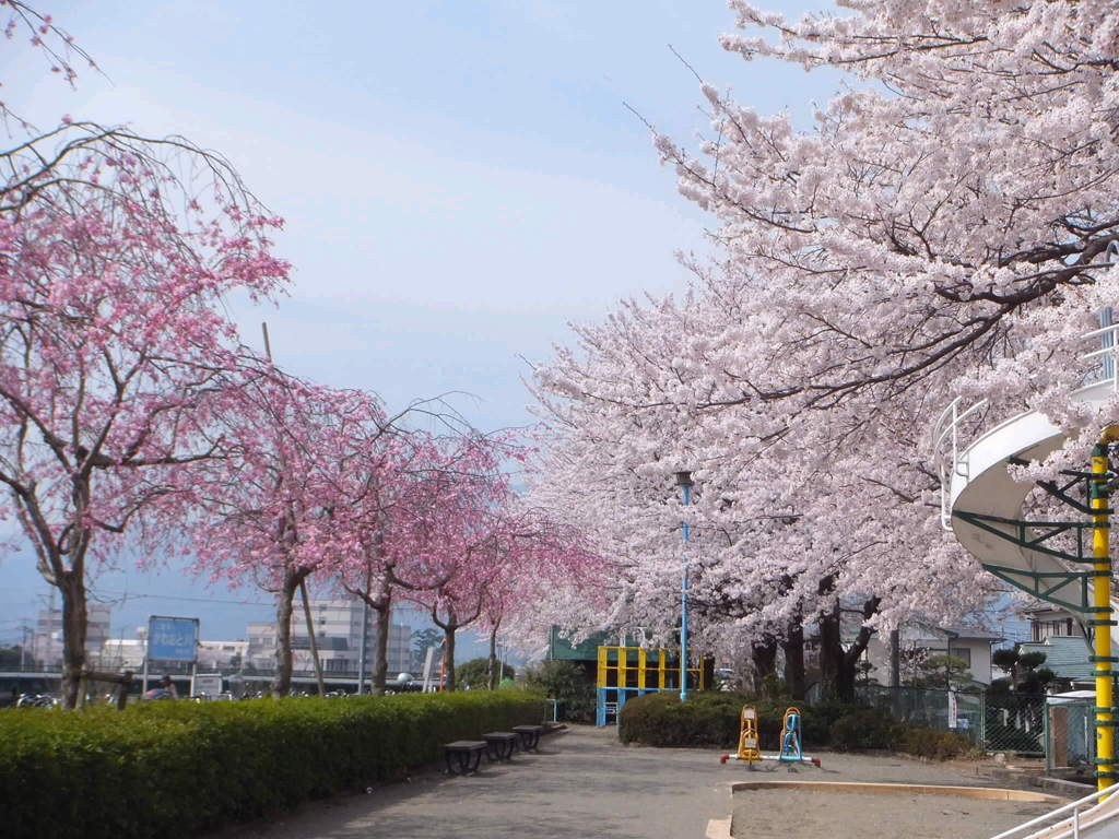 桜の咲く公園