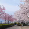 桜の咲く公園