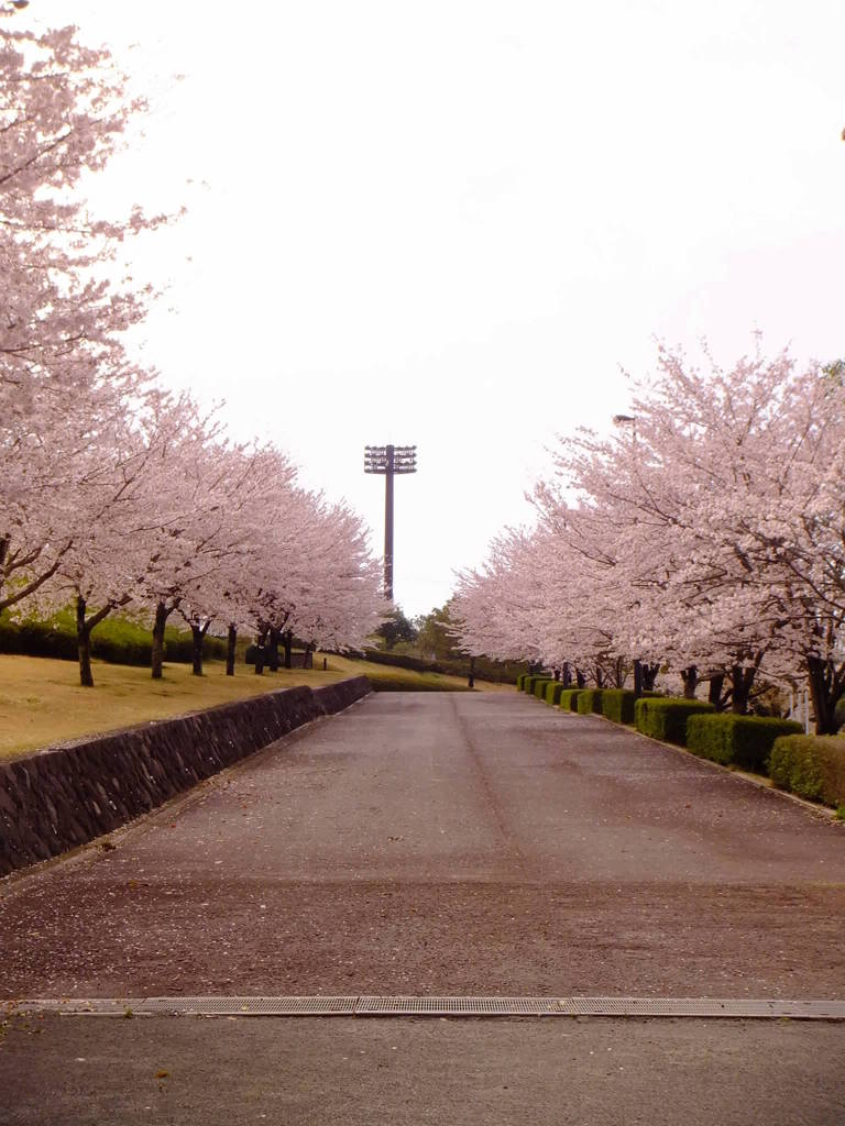 桜坂