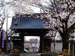 山門と桜