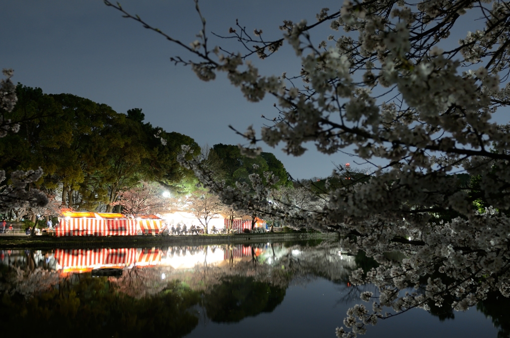 出店　桜に囲まれて