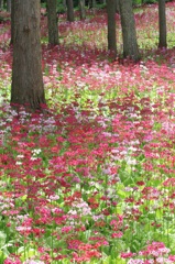 エデンの園