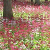 エデンの園