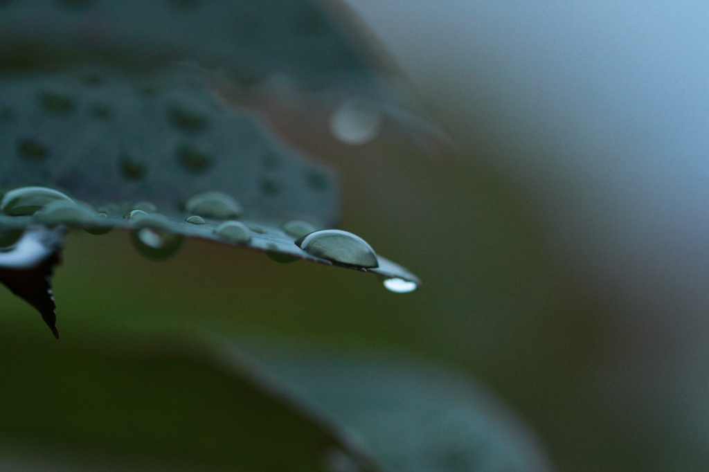 雨上がり