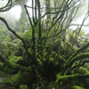 sleeping forest