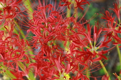 レッドカーペット