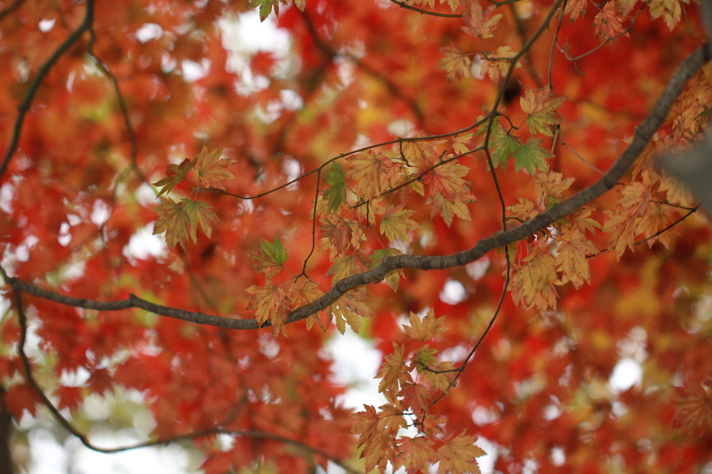 Autumn leaves