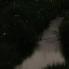 星が降り注ぐ黒田川☆