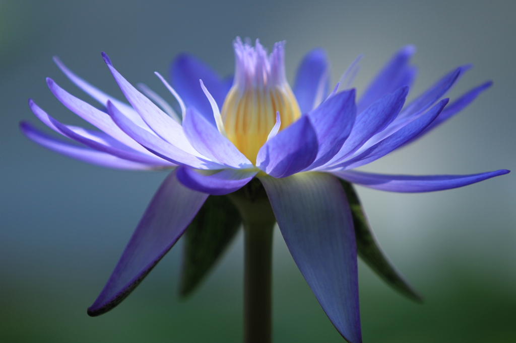 睡蓮花