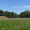 日本の風景