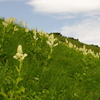 稜線に咲くコバイケイソウ