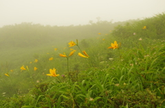 朝霧に咲くニッコウキスゲ