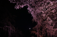 夜　枝垂桜