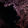 夜　枝垂桜