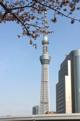 スカイツリーと桜。