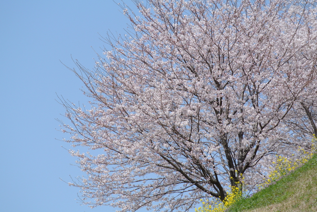 菊池公園