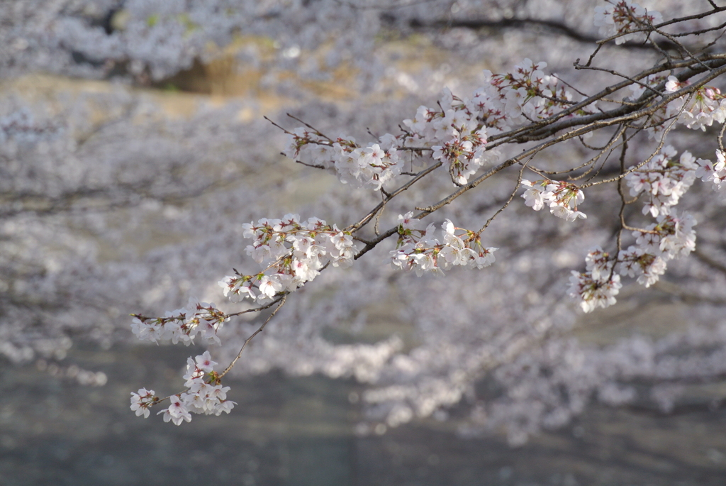 菊池公園