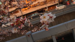 夕陽を仰ぐ