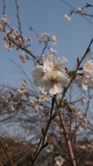 さくら