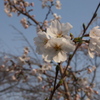 さくら