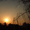 夕焼けと柳