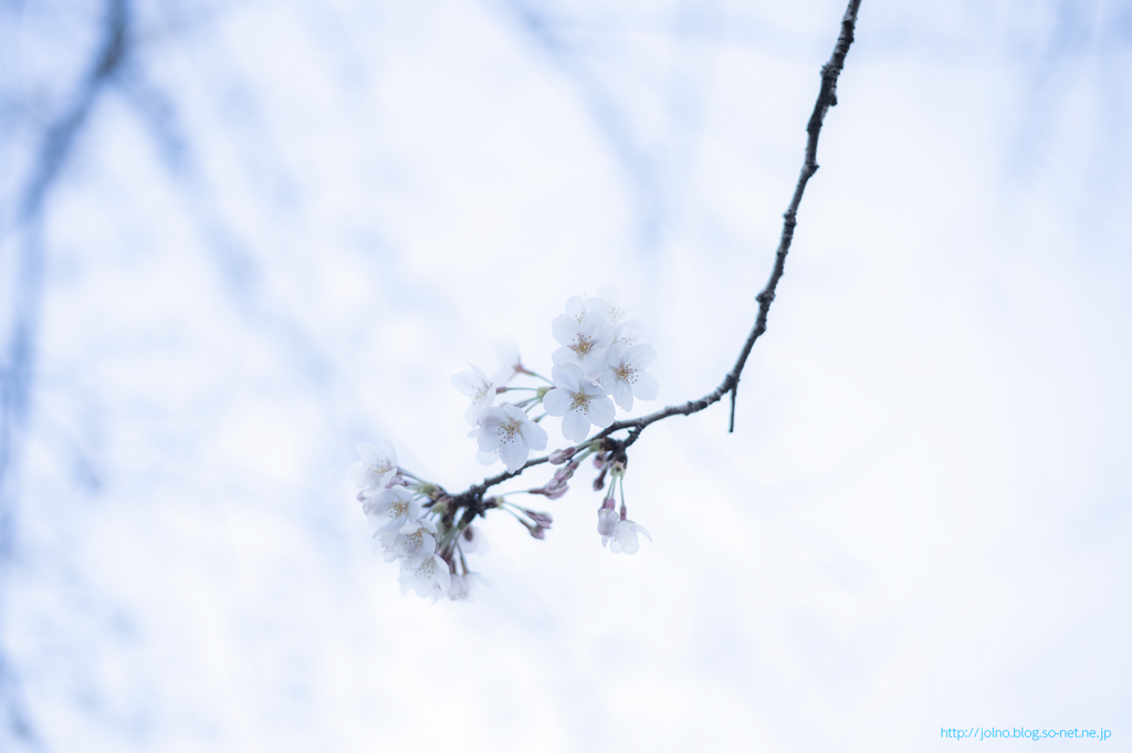 SAKURA