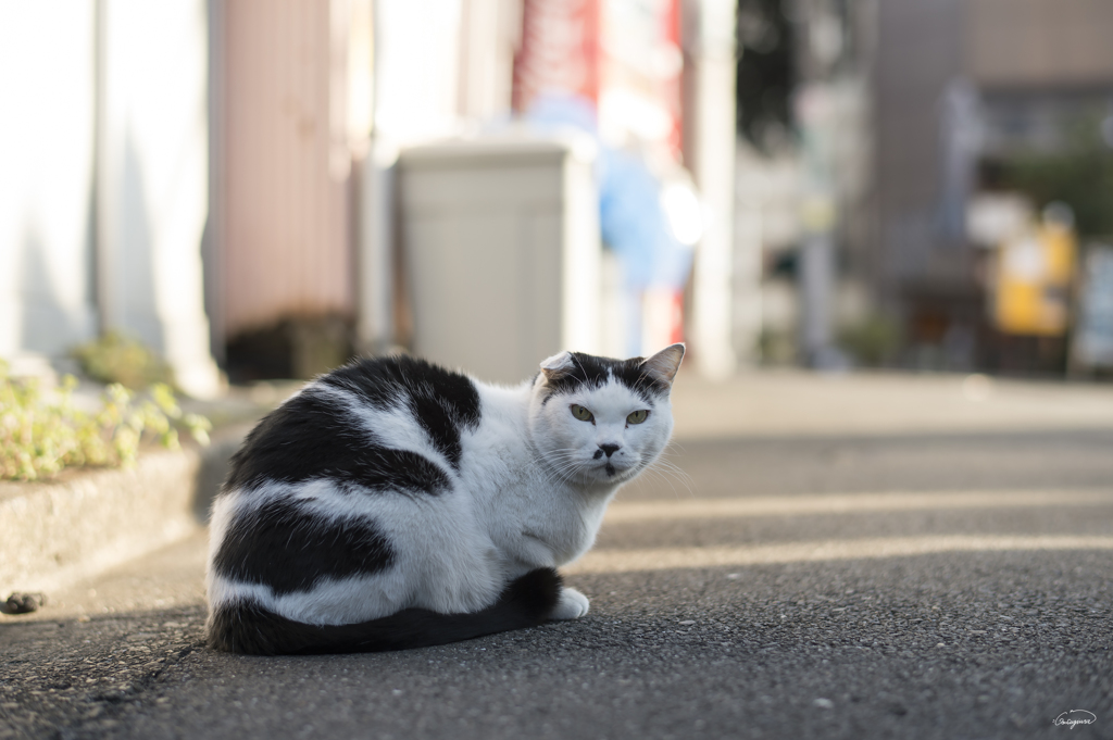 谷中の地域ブサカワ猫