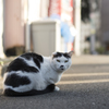 谷中の地域ブサカワ猫