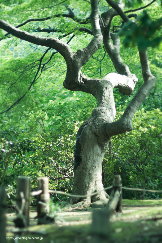 六義園の木