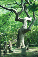 六義園の木