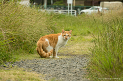 敵か味方か!?