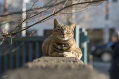 谷中の地域猫「めぐ」