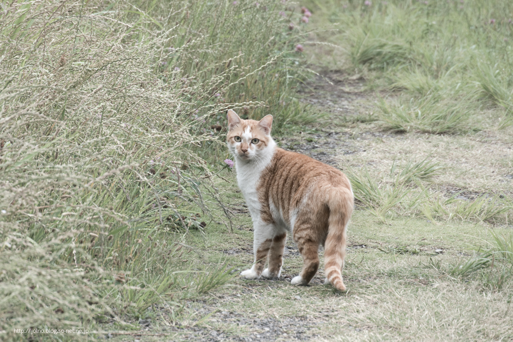 野良だけど結構かわいい